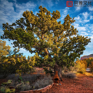 免费看无码网站成人A片
